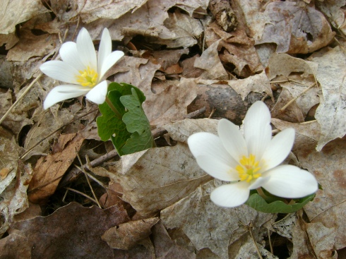 Thinking this one is Bloodroot