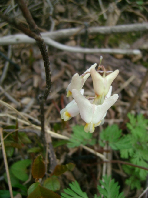 Pretty sure this one is Dutchman's Breeches.